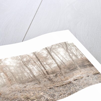 Misty forest by Assaf Frank